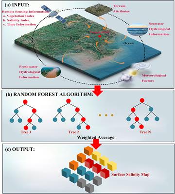 Soil Salinity Estimation Over Coastal Wetlands Based on Random Forest Algorithm and Hydrological Connectivity Metric